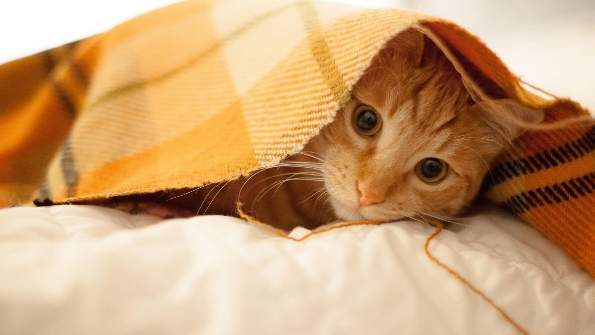 篮球专项技能动作精准度提升技术研究,篮球专项技能展示