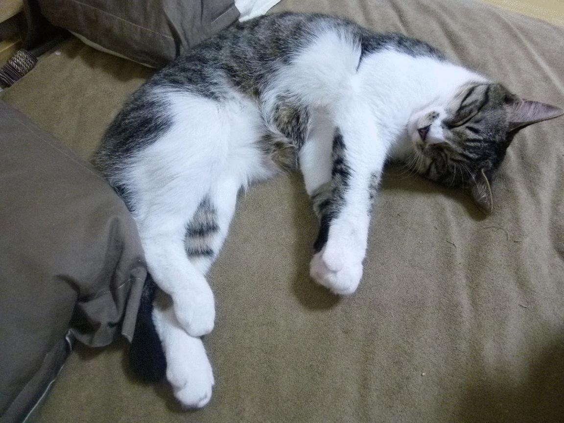 运动员伤病预防与康复体系，运动员的运动创伤及预防