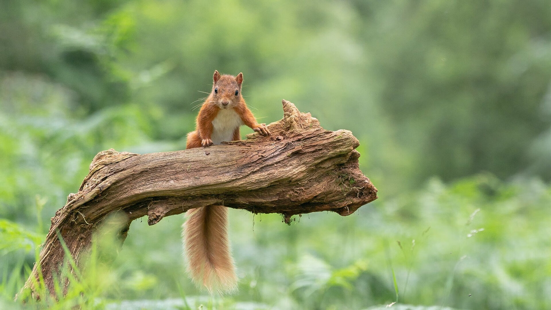开云体育-CBA休赛期球员状态管理成为重点，cba休息