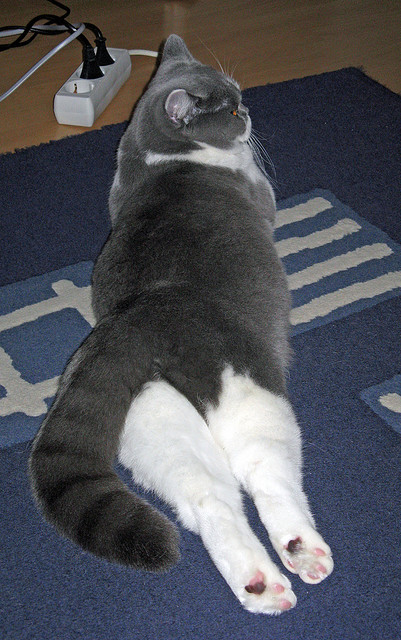 “2025世界运动会：短柄墙球在高新区全民健身馆赛场上，谁能成为头脑与力量的双重冠军？”