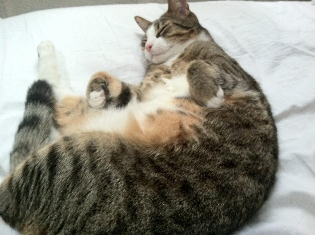 开云体育APP下载-中国男篮战术执行力强 球队凝聚力明显增强，中国男篮队伍现状及未来发展