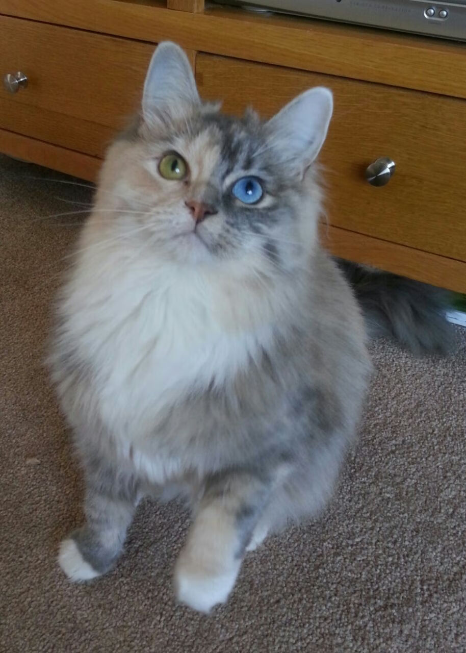 中国男篮战术执行力强 球队凝聚力明显增强,中国男篮队伍现状及未来发展