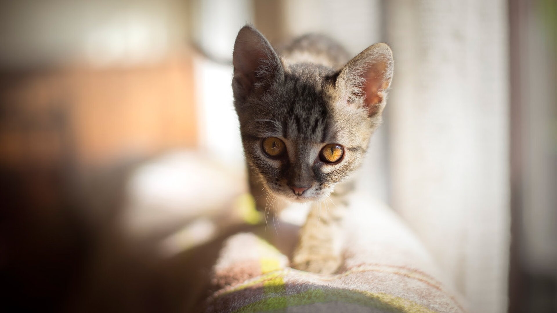 五大联赛冠军悬念是否能持续到最后一轮,五大联赛冠军次数排名