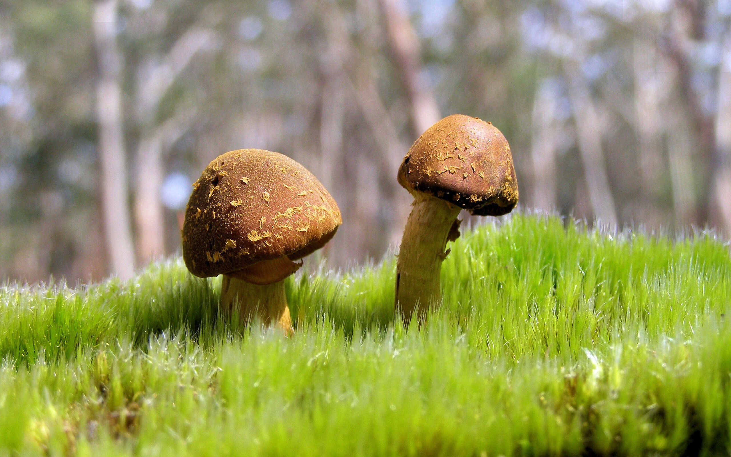 未来突破:中国香港队如何提升在团体赛中的表现,香港队伍