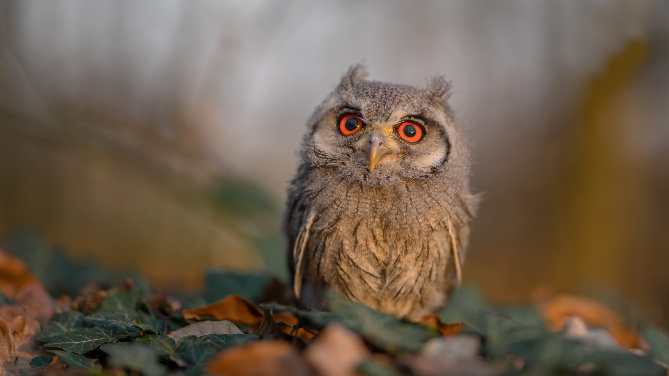 体育新闻中心公告运动员科技监测标签使用标准，运动员科学化训练管理系统