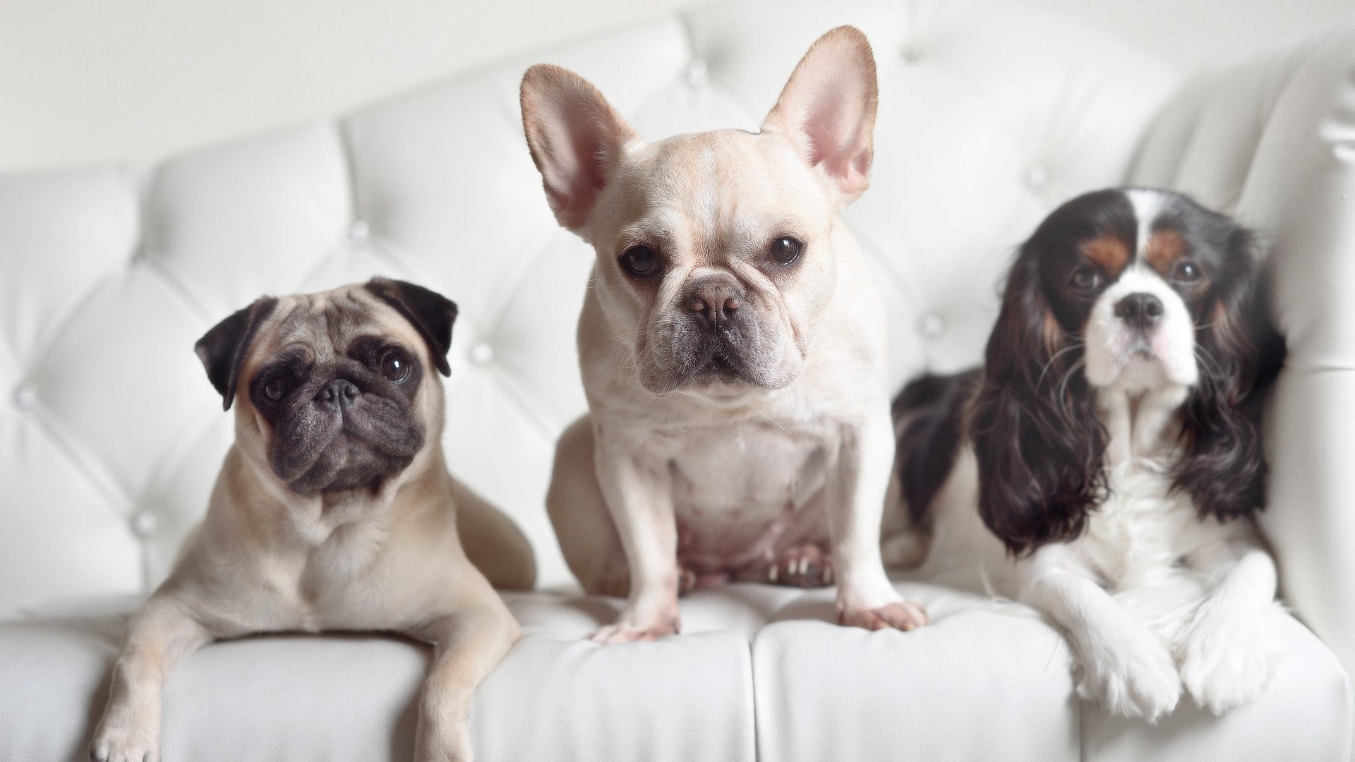 字母哥斩获高分雄鹿教练战术奏效,字母哥和雄鹿签约了吗