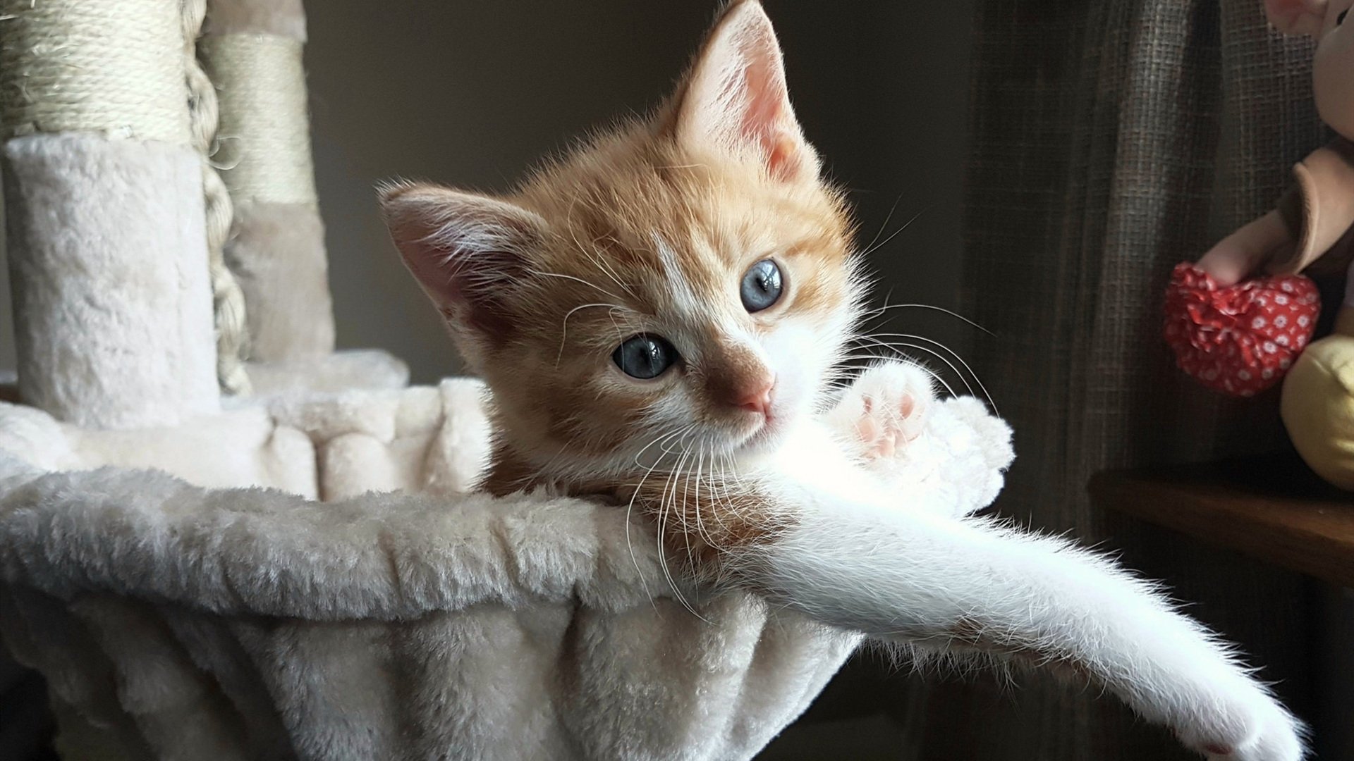 德甲速度逐浪:快速反击展现极致!,德甲冲刺速度最快球员