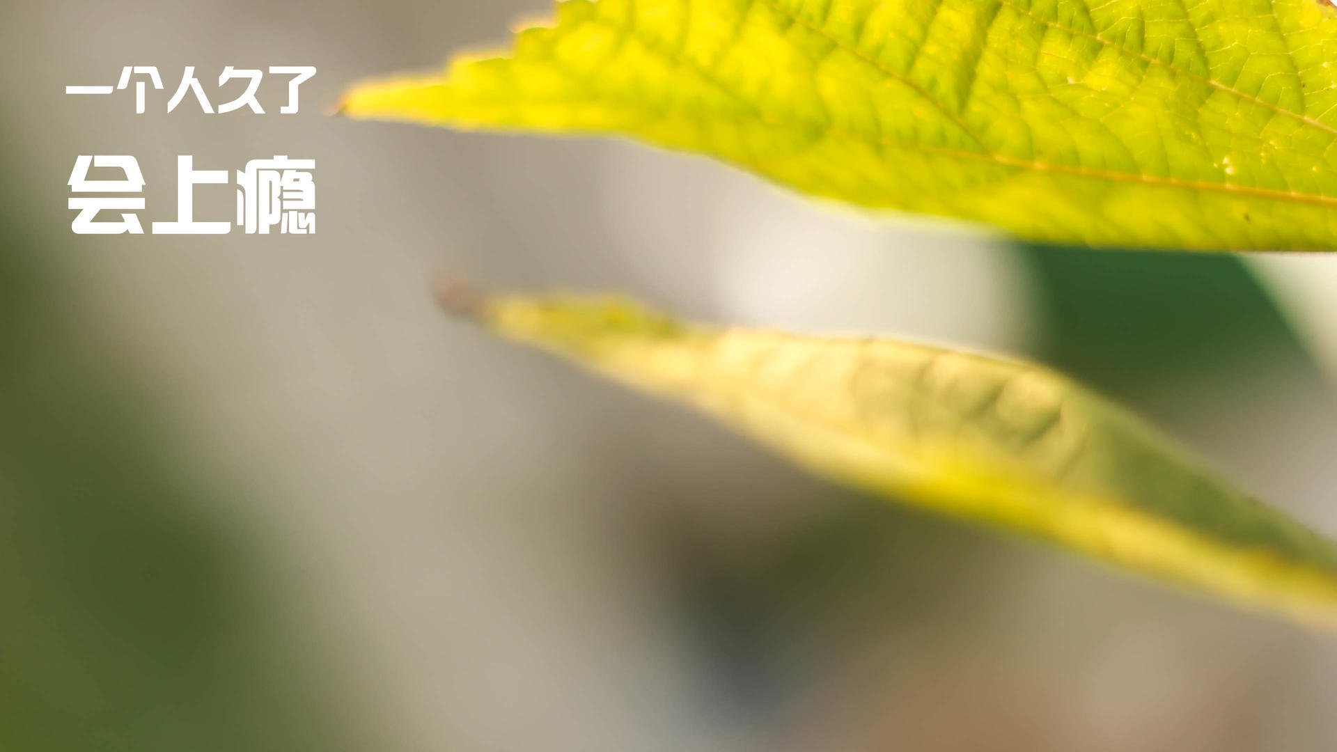 意甲速攻震撼:瞬间突破,场面精彩!,意甲队伍