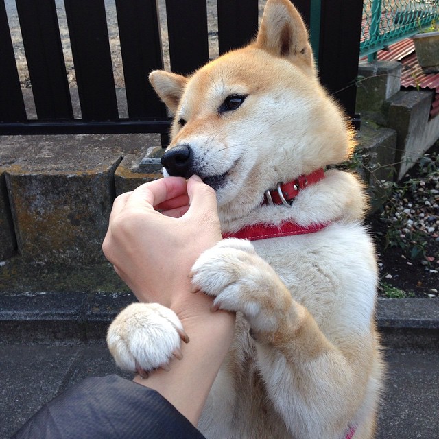 杰克·阿莱克西触壁瞬间引爆全场，杰克阿西斯