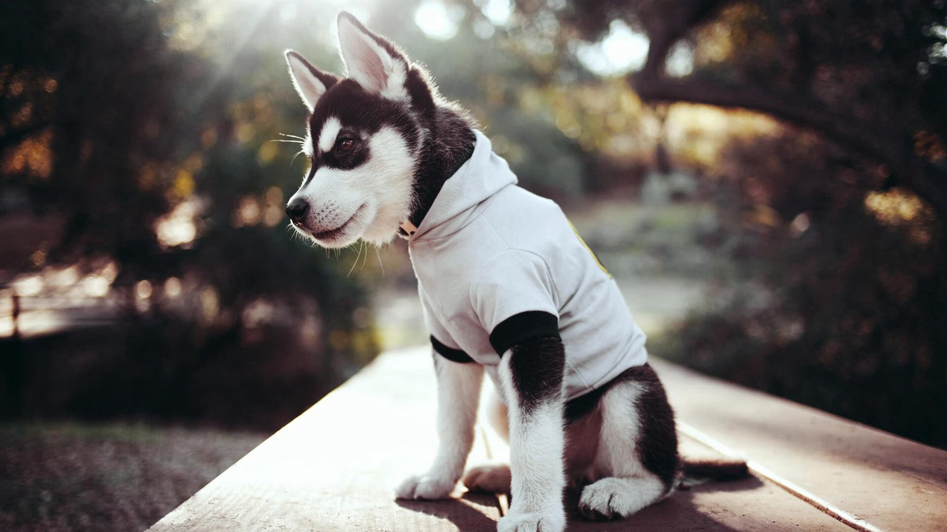 格鲁吉亚女篮在欧洲锦标赛中表现出色，逐步走向国际巡回赛，格鲁吉亚参加过欧洲杯吗