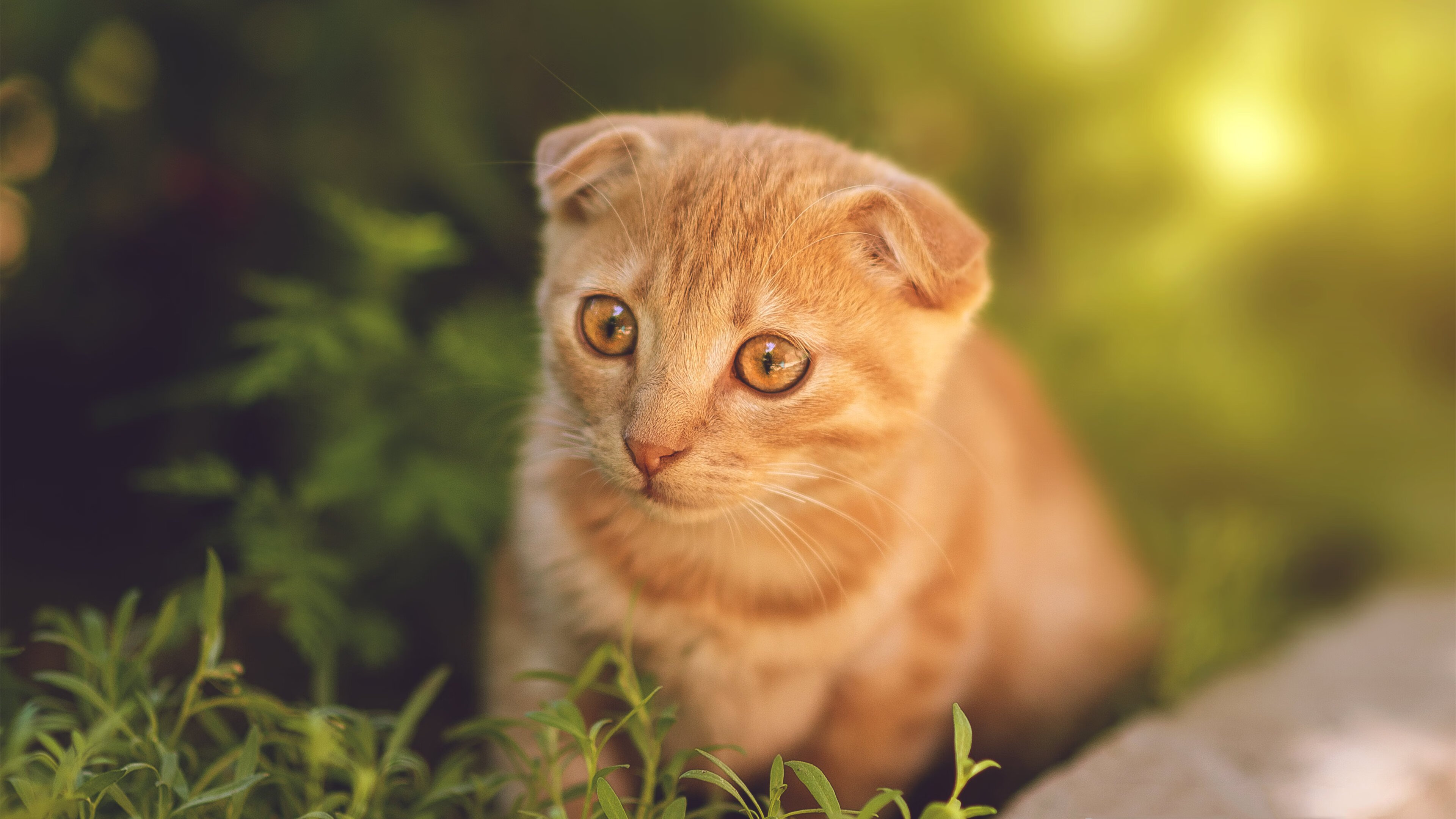 法甲媒体对转会市场的报道趋势，法甲转会截止日期